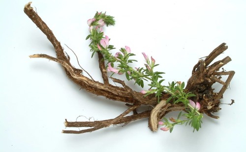Spiny restharrow