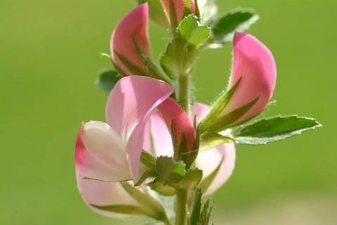 Spiny restharrow