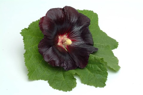 Black common hollyhock