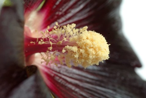 Black common hollyhock