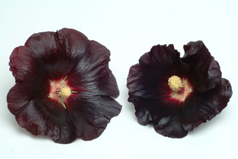 Black common hollyhock