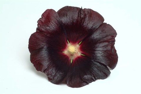 Black common hollyhock