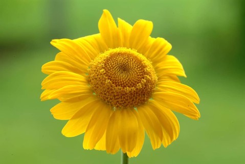 Dyer's chamomile