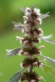 Motherwort