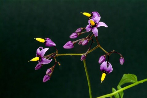 Bittersweet nightshade
