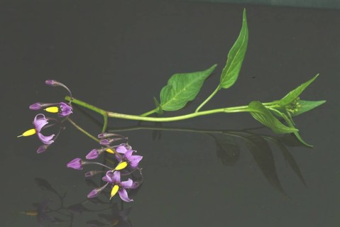 Bittersweet nightshade
