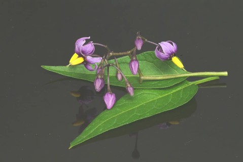 Bittersweet nightshade