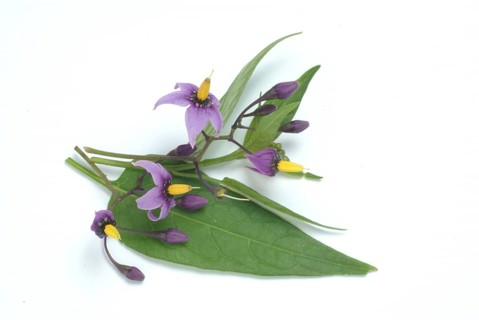 Bittersweet nightshade