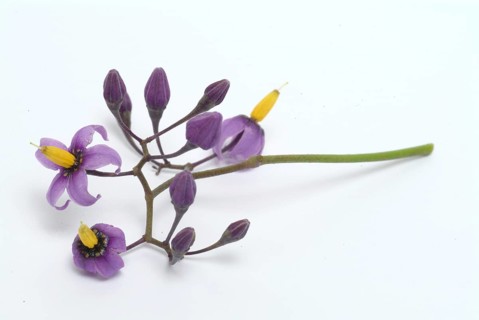 Bittersweet nightshade