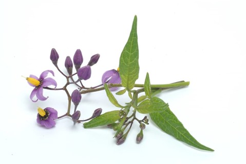 Bittersweet nightshade