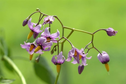 Bittersweet nightshade