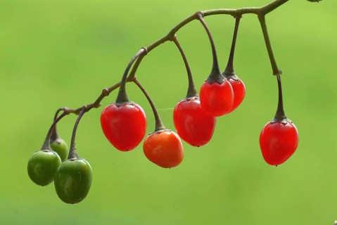 Bittersweet nightshade