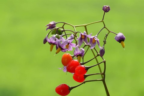 Bittersweet nightshade