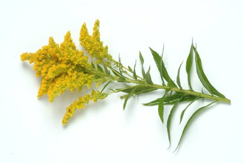 Common goldenrod