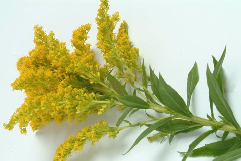 Common goldenrod