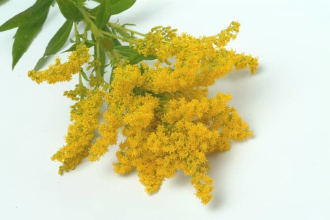 Common goldenrod