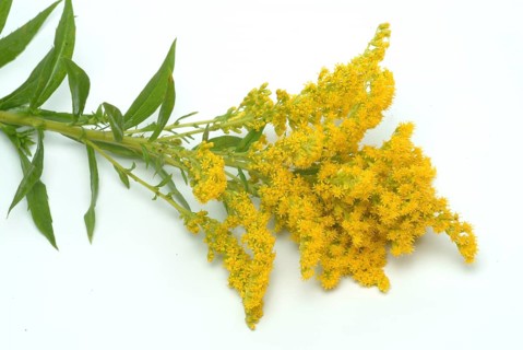 Common goldenrod