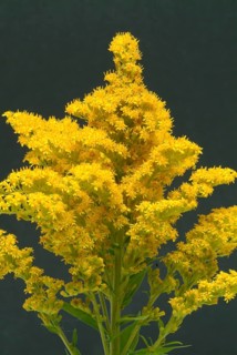 Common goldenrod