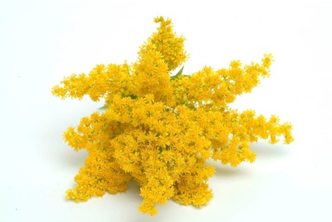 Common goldenrod