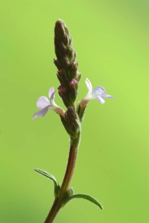 Common vervain