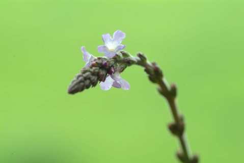 Common vervain