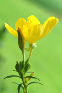 Evening primrose flower