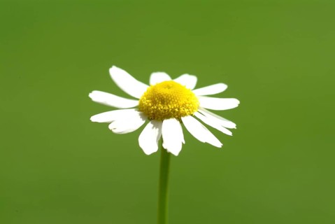 Camomile