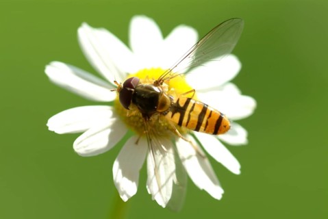 Camomile