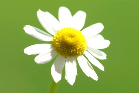 Camomile