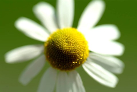 Camomile