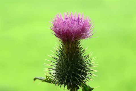 Common donkey thistle
