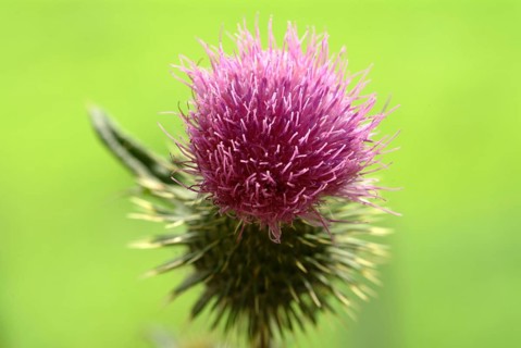 Common donkey thistle
