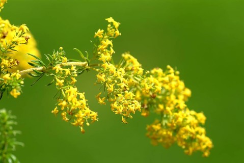 Common goldenrod