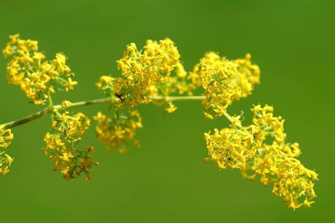 Common goldenrod