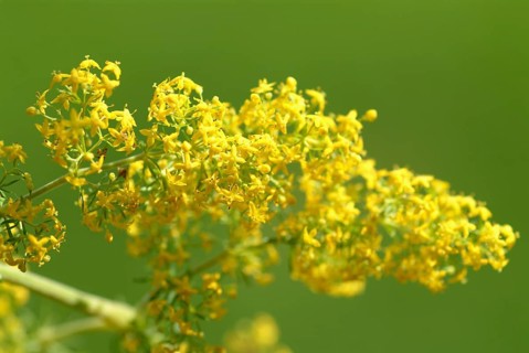 Common goldenrod