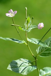 Small-flowered willowherb