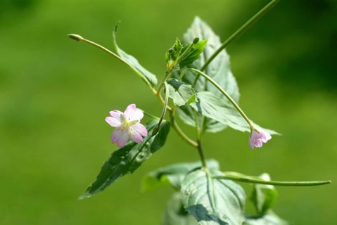 Small-flowered willowherb