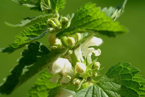 White deadnettle