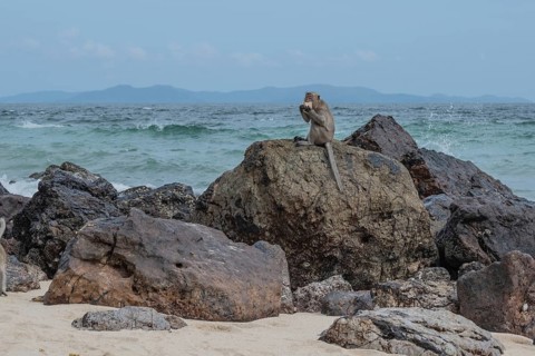 Taken monkey