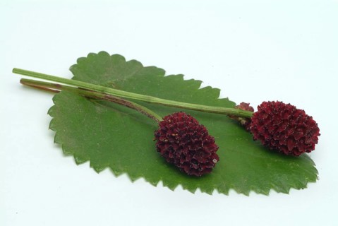 Great burnet