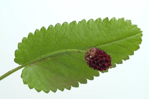 Great burnet