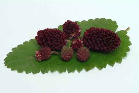 Great burnet