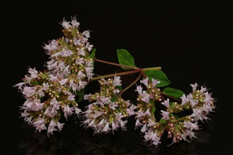 Regano