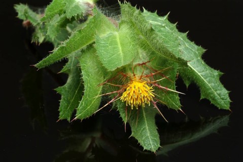 Benedicte