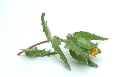Benedicte