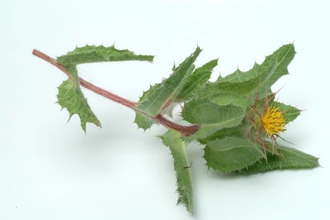 Benedicte