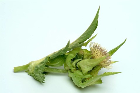 Cabbage thistle