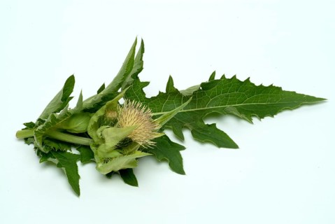 Cabbage thistle