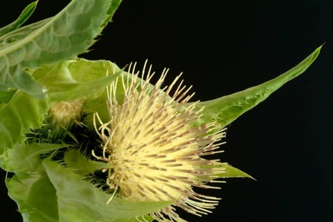 Cabbage thistle