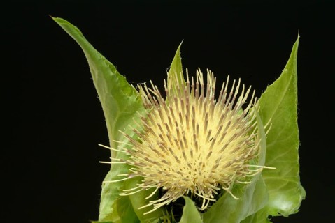Cabbage thistle